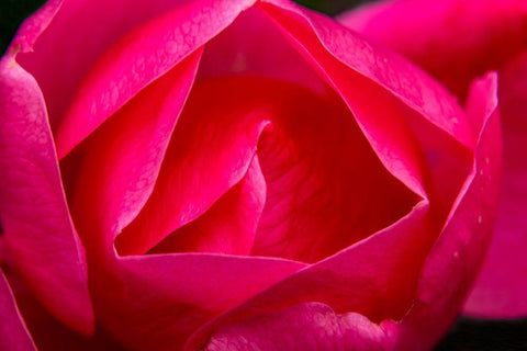 Pink Hybrid Tea Rose Blooming macro-Bellevue-Washington State Black Ornate Wood Framed Art Print with Double Matting by Perry, William