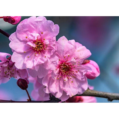 Pink peach flowering fruit tree-Bellevue-Washington State Gold Ornate Wood Framed Art Print with Double Matting by Perry, William