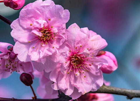Pink peach flowering fruit tree-Bellevue-Washington State Black Ornate Wood Framed Art Print with Double Matting by Perry, William
