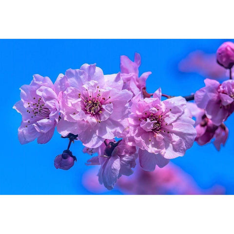 Pink peach flowering fruit tree-Bellevue-Washington State Black Modern Wood Framed Art Print by Perry, William