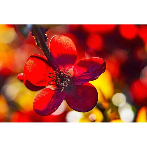 Maroon Atsuya Hamada Quince flowering-Bellevue-Washington State Black Modern Wood Framed Art Print by Perry, William
