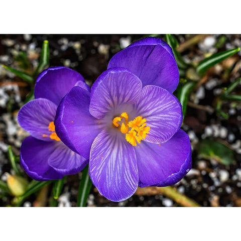 Crocus blooming-Bellevue-Washington State First flower of spring Black Modern Wood Framed Art Print by Perry, William