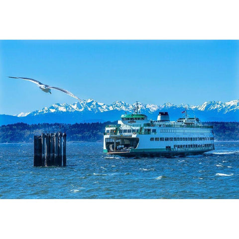 Seagull and Washington State Ferry-Olympic Mountains-Edmonds-Washington State Black Modern Wood Framed Art Print by Perry, William