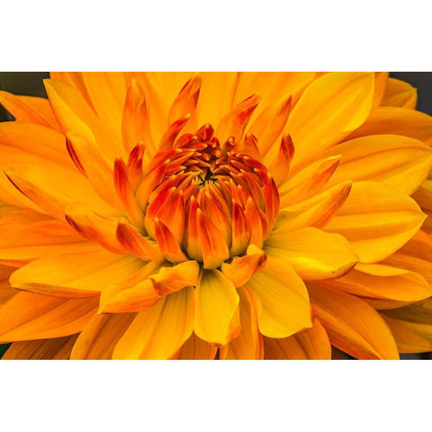 Yellow-orange dahlia blooming macro Black Modern Wood Framed Art Print by Perry, William