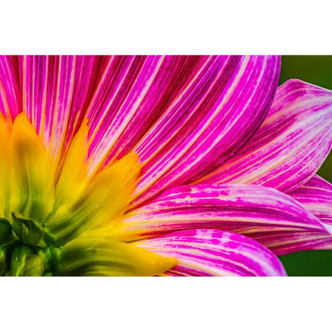 Pink purple dahlia petals blooming macro-Dahlia named Brushstrokes Black Modern Wood Framed Art Print by Perry, William