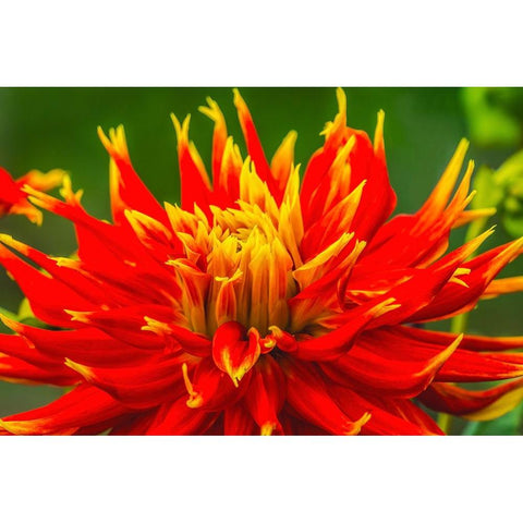 Red yellow orange dinnerplate dahlia blooming-Dahlia named Show N Tell Gold Ornate Wood Framed Art Print with Double Matting by Perry, William