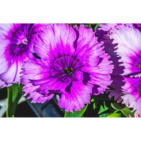 Purple Lobelia-Bellevue-Washington State Black Modern Wood Framed Art Print by Perry, William