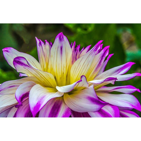 Blue purple white Dinnerplate AA dahlia blooming-Dahlia named Ferncliff Illusion Black Modern Wood Framed Art Print by Perry, William