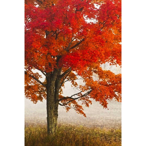West Virginia, Davis Red maple in autumn color Black Modern Wood Framed Art Print with Double Matting by OBrien, Jay