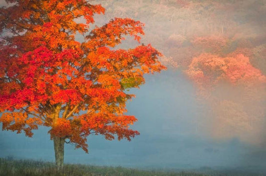 Image Only