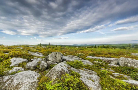 WV, Landscape in Dolly Sods Wilderness Area White Modern Wood Framed Art Print with Double Matting by OBrien, Jay