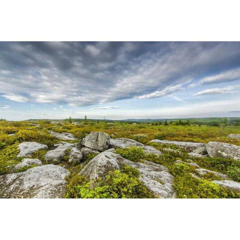 WV, Landscape in Dolly Sods Wilderness Area White Modern Wood Framed Art Print by OBrien, Jay
