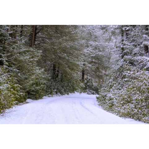 WV, Blackwater Falls Snowy road through forest Black Modern Wood Framed Art Print by OBrien, Jay