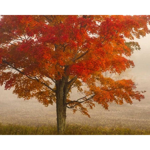 West Virginia, Canaan Valley SP Tree in autumn Black Modern Wood Framed Art Print by OBrien, Jay