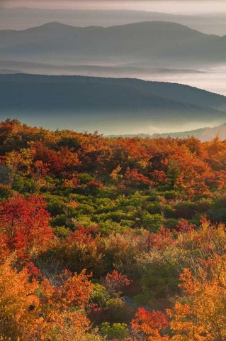 WV, Dolly Sods Wilderness Sunrise landscape Black Ornate Wood Framed Art Print with Double Matting by OBrien, Jay