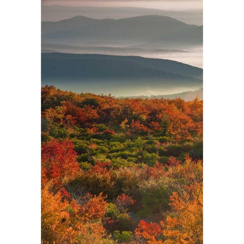 WV, Dolly Sods Wilderness Sunrise landscape Black Modern Wood Framed Art Print by OBrien, Jay
