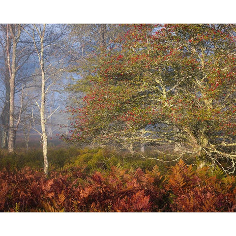 USA-West Virginia-Davis Autumn colors in forest Black Modern Wood Framed Art Print with Double Matting by Jaynes Gallery