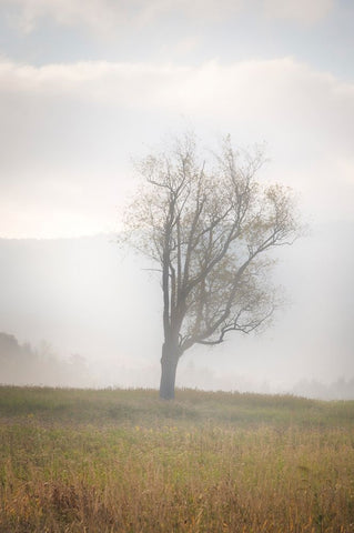 USA-West Virginia-Davis Lone tree in foggy field White Modern Wood Framed Art Print with Double Matting by Jaynes Gallery