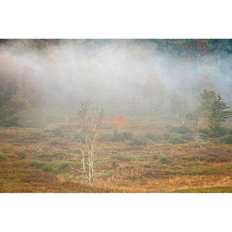 USA-West Virginia-Davis Foggy forest in fall colors Black Modern Wood Framed Art Print with Double Matting by Jaynes Gallery