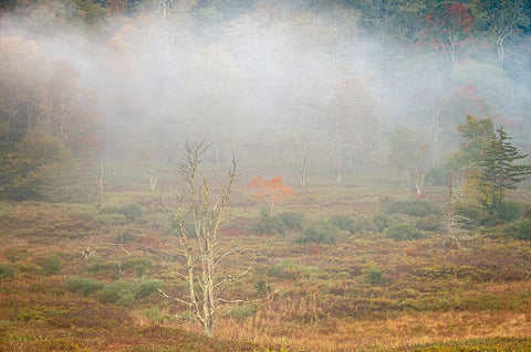 USA-West Virginia-Davis Foggy forest in fall colors Black Ornate Wood Framed Art Print with Double Matting by Jaynes Gallery