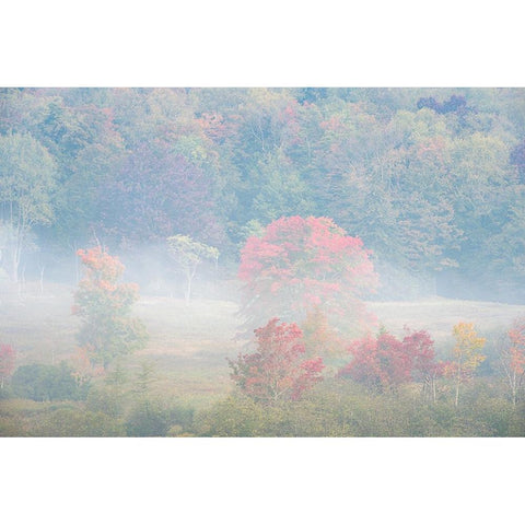 USA-West Virginia-Davis Foggy forest in fall colors White Modern Wood Framed Art Print by Jaynes Gallery