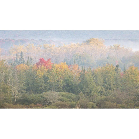 USA-West Virginia-Davis Foggy forest in fall colors Gold Ornate Wood Framed Art Print with Double Matting by Jaynes Gallery
