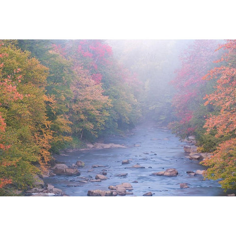 USA-West Virginia-Davis Foggy stream in Blackwater State Park Black Modern Wood Framed Art Print by Jaynes Gallery