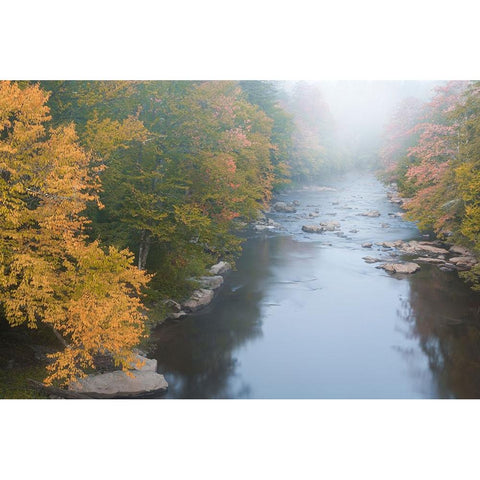 USA-West Virginia-Davis Foggy stream in Blackwater State Park Black Modern Wood Framed Art Print by Jaynes Gallery