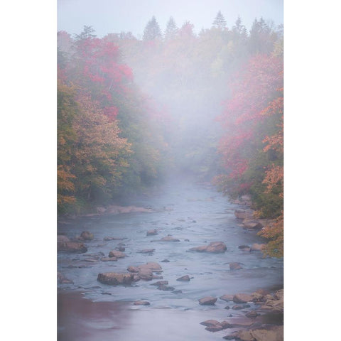 USA-West Virginia-Davis Foggy stream in Blackwater State Park Black Modern Wood Framed Art Print with Double Matting by Jaynes Gallery