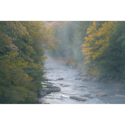 USA-West Virginia-Davis Foggy stream in Blackwater State Park Black Modern Wood Framed Art Print by Jaynes Gallery