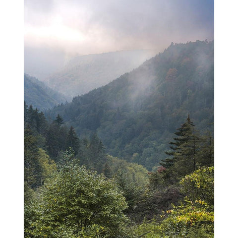 USA-West Virginia-Davis Forested mountain landscape in fog Black Modern Wood Framed Art Print by Jaynes Gallery