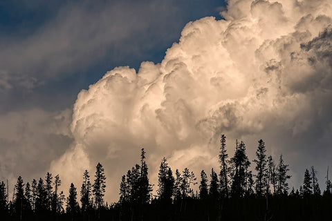 Trees silhouetted against cumulus cloud-Yellowstone National Park-Wyoming White Modern Wood Framed Art Print with Double Matting by Jones, Adam