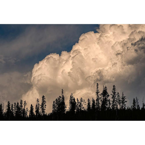 Trees silhouetted against cumulus cloud-Yellowstone National Park-Wyoming Gold Ornate Wood Framed Art Print with Double Matting by Jones, Adam