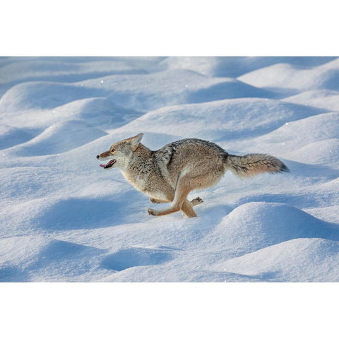 Coyote running through fresh snow-Yellowstone National Park-Wyoming Black Modern Wood Framed Art Print by Jones, Adam