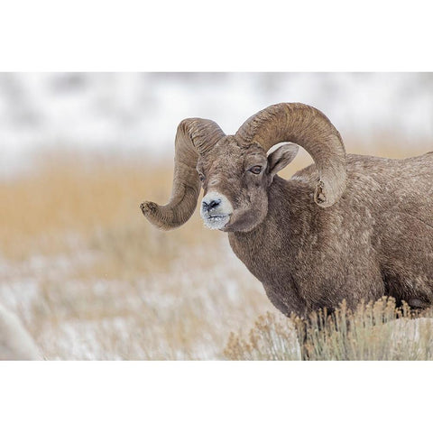 Bighorn sheep in winter Grand Teton National Park-Wyoming White Modern Wood Framed Art Print by Jones, Adam