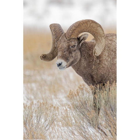 Bighorn sheep in winter Grand Teton National Park-Wyoming White Modern Wood Framed Art Print by Jones, Adam