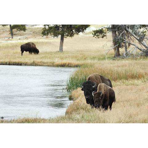 American Bison along Nez Perce River in autumn-Yellowstone National Park-Nez Perce River-Wyoming Black Modern Wood Framed Art Print with Double Matting by Jones, Adam