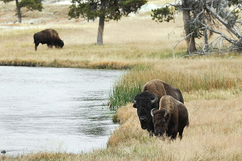 American Bison along Nez Perce River in autumn-Yellowstone National Park-Nez Perce River-Wyoming Black Ornate Wood Framed Art Print with Double Matting by Jones, Adam