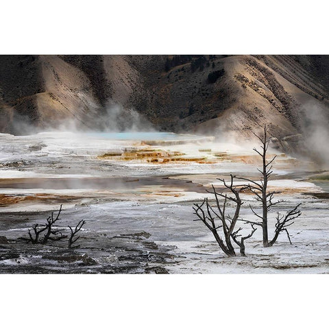 Black tree trunks and colorful hot spring terrace-Canary Spring-Mammoth Hot Springs Black Modern Wood Framed Art Print with Double Matting by Jones, Adam