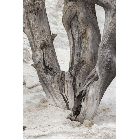Dead tree-Canary Spring-Mammoth Hot Springs-Yellowstone National Park-Wyoming Black Modern Wood Framed Art Print by Jones, Adam