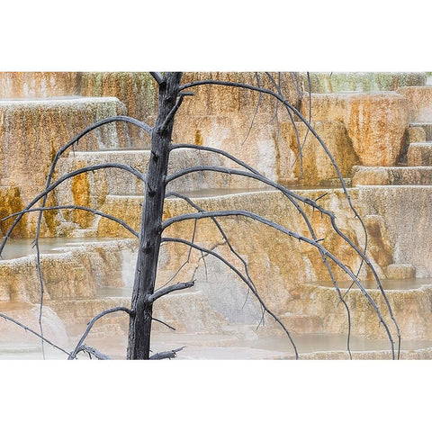 Dead tree and colorful terrace-Canary Spring-Mammoth Hot Springs-Yellowstone National Park-Wyoming Black Modern Wood Framed Art Print by Jones, Adam