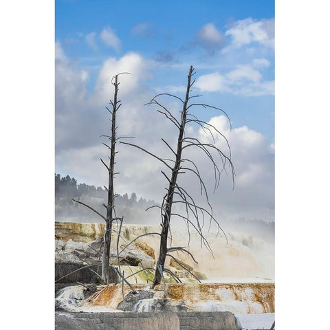 Black tree trunks and colorful terrace-Mammoth Hot Springs-Yellowstone National Park-Wyoming Black Modern Wood Framed Art Print by Jones, Adam