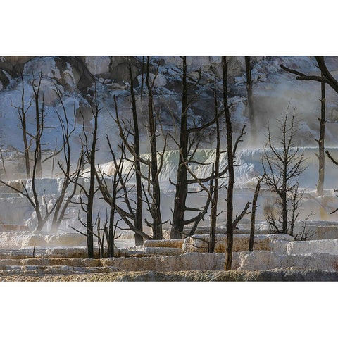 Black tree trunks and terrace-Mammoth Hot Springs-Yellowstone National Park-Wyoming Black Modern Wood Framed Art Print by Jones, Adam