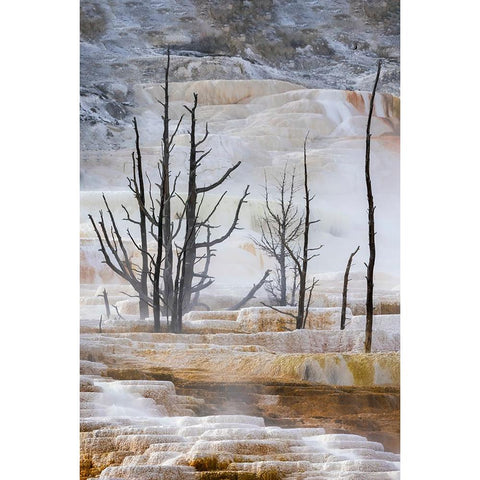 Black tree trunks and terrace-Mammoth Hot Springs-Yellowstone National Park-Wyoming White Modern Wood Framed Art Print by Jones, Adam