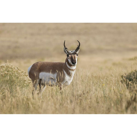 Adult male pronghorn-Yellowstone National Park-Wyoming Black Modern Wood Framed Art Print by Jones, Adam