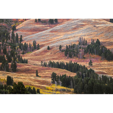 Rolling hills in colorful autumn display-Lamar Valley-Yellowstone National Park-Wyoming White Modern Wood Framed Art Print by Jones, Adam
