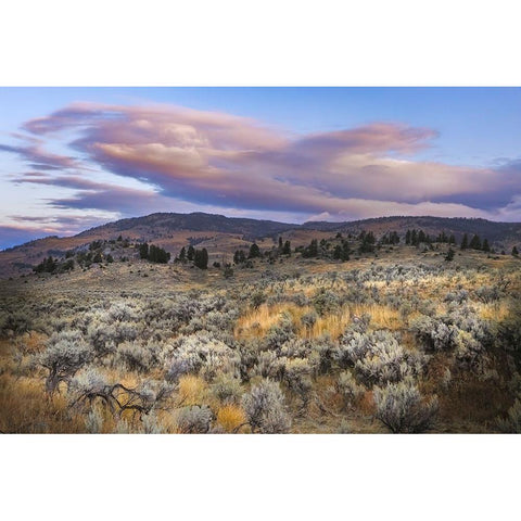 Mountain big sagebrush at sunrise-Lamar Valley-Yellowstone National Park-Wyoming Gold Ornate Wood Framed Art Print with Double Matting by Jones, Adam