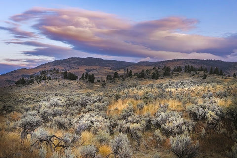 Mountain big sagebrush at sunrise-Lamar Valley-Yellowstone National Park-Wyoming Black Ornate Wood Framed Art Print with Double Matting by Jones, Adam