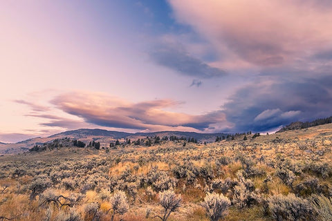 Mountain big sagebrush at sunrise-Lamar Valley-Yellowstone National Park-Wyoming Black Ornate Wood Framed Art Print with Double Matting by Jones, Adam