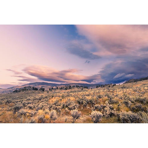 Mountain big sagebrush at sunrise-Lamar Valley-Yellowstone National Park-Wyoming Black Modern Wood Framed Art Print by Jones, Adam